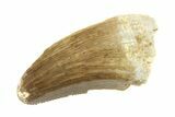 Serrated, Tyrannosaur (Nanotyrannus) Tooth - Montana #338805-1
